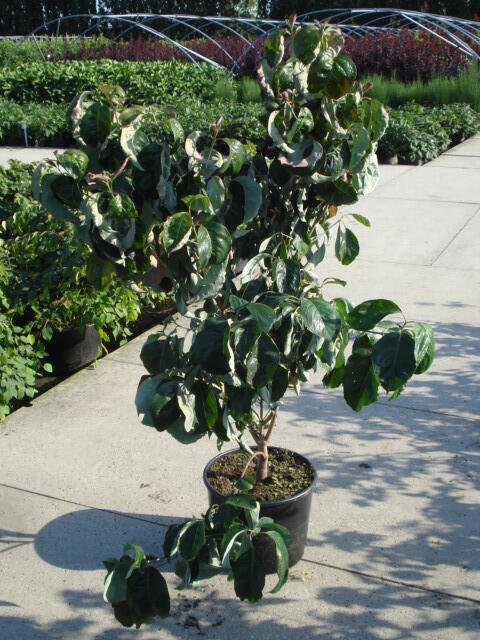 Dřín květnatý 'Rubra' - Cornus florida 'Rubra'