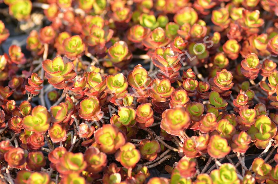 Rozchodník pochybný 'Fuldaglut' - Sedum spurium 'Fuldaglut'