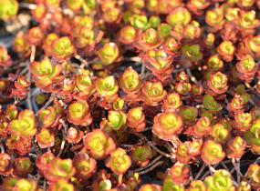 Rozchodník pochybný 'Fuldaglut' - Sedum spurium 'Fuldaglut'