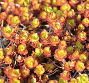 Rozchodník pochybný 'Fuldaglut' - Sedum spurium 'Fuldaglut'