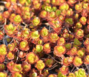 Rozchodník pochybný 'Fuldaglut' - Sedum spurium 'Fuldaglut'