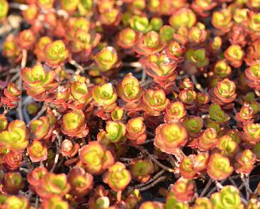 Rozchodník pochybný 'Fuldaglut'