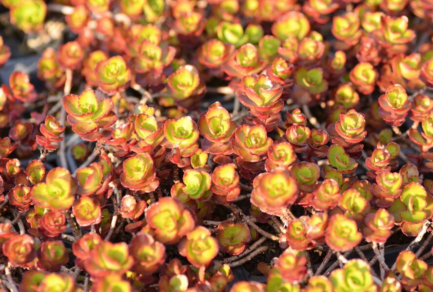Rozchodník pochybný 'Fuldaglut' - Sedum spurium 'Fuldaglut'