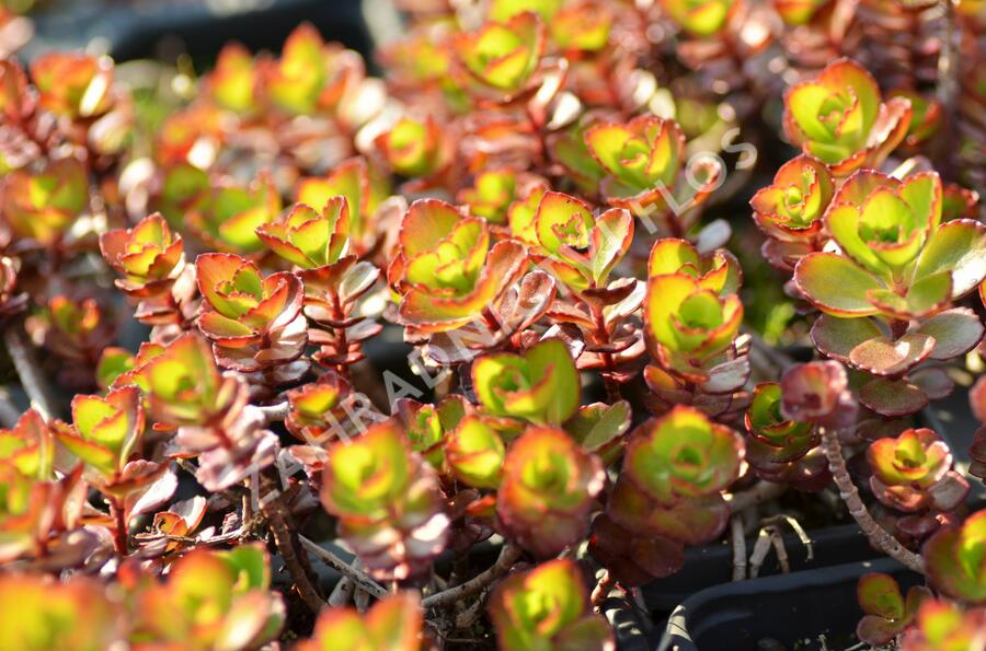 Rozchodník pochybný 'Fuldaglut' - Sedum spurium 'Fuldaglut'
