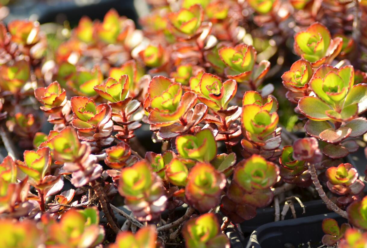 Rozchodník pochybný 'Fuldaglut' - Sedum spurium 'Fuldaglut'
