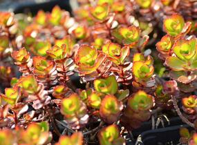 Rozchodník pochybný 'Fuldaglut' - Sedum spurium 'Fuldaglut'