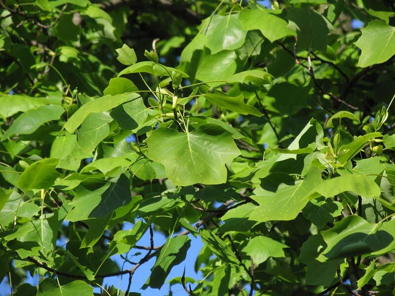 Liliovník tulipánokvětý - Liriodendron tulipifera