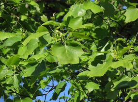 Liliovník tulipánokvětý - Liriodendron tulipifera