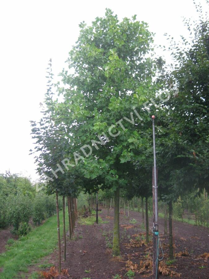 Liliovník tulipánokvětý - Liriodendron tulipifera