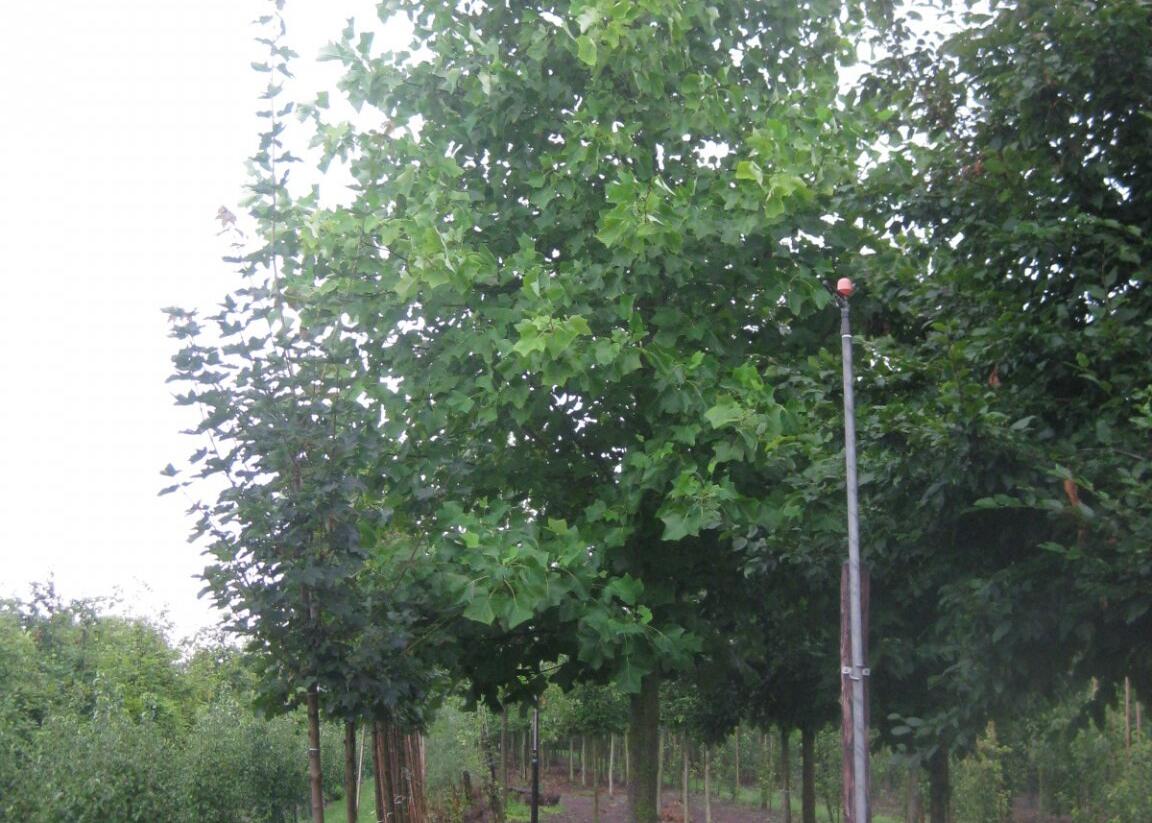 Liliovník tulipánokvětý - Liriodendron tulipifera