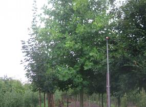 Liliovník tulipánokvětý - Liriodendron tulipifera