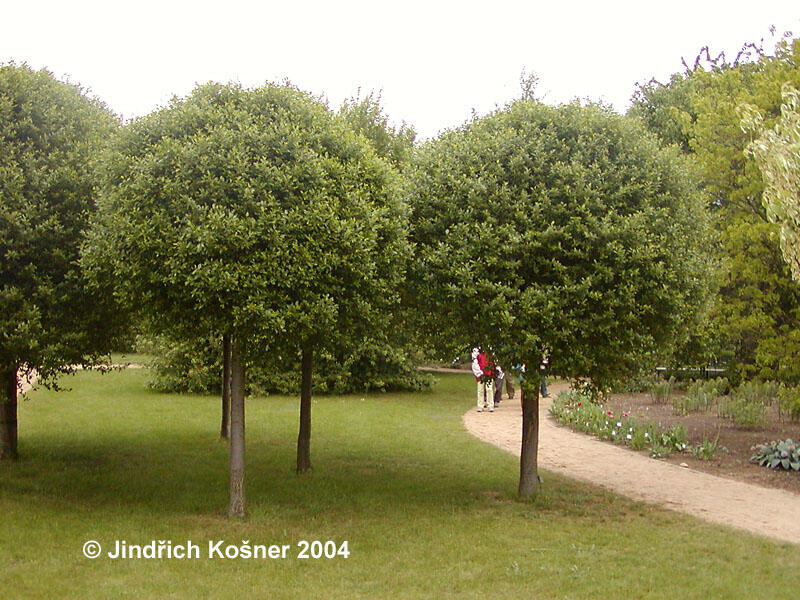 Višeň křovitá 'Globosa' - Prunus fruticosa 'Globosa'