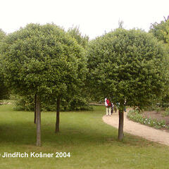 Višeň křovitá 'Globosa' - Prunus fruticosa 'Globosa'