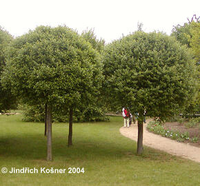 Višeň křovitá 'Globosa' - Prunus fruticosa 'Globosa'