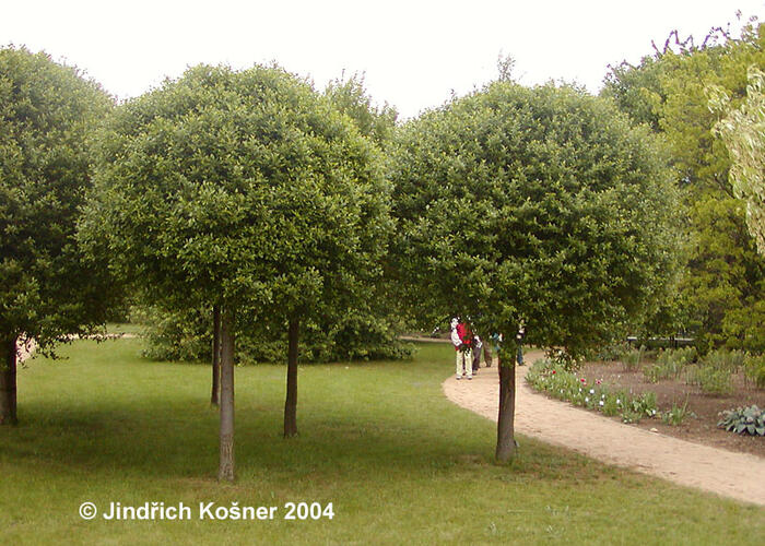Višeň křovitá 'Globosa' - Prunus fruticosa 'Globosa'