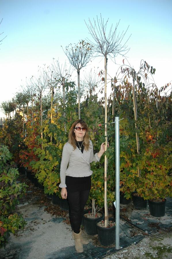 Višeň křovitá 'Globosa' - Prunus fruticosa 'Globosa'