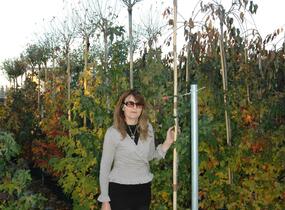 Višeň křovitá 'Globosa' - Prunus fruticosa 'Globosa'