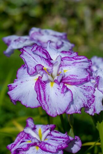 Kosatec mečovitý 'Harlequinesque' - Iris ensata 'Harlequinesque'