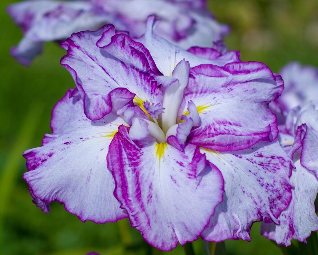 Kosatec mečovitý 'Harlequinesque' - Iris ensata 'Harlequinesque'
