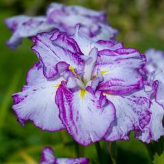 Kosatec mečovitý 'Harlequinesque' - Iris ensata 'Harlequinesque'