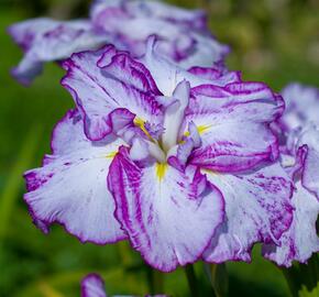 Kosatec mečovitý 'Harlequinesque' - Iris ensata 'Harlequinesque'