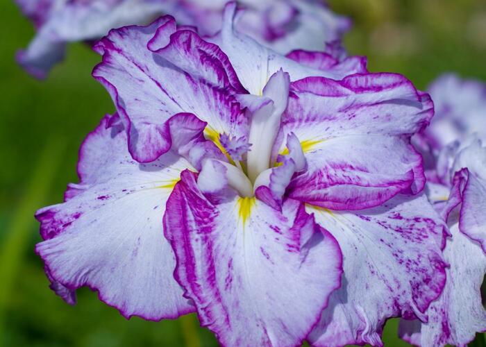 Kosatec mečovitý 'Harlequinesque' - Iris ensata 'Harlequinesque'