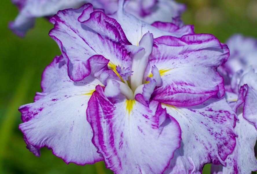 Kosatec mečovitý 'Harlequinesque' - Iris ensata 'Harlequinesque'