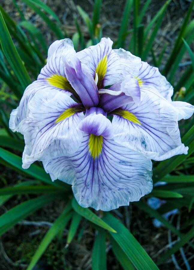 Kosatec mečovitý 'Greywoods Catrina' - Iris ensata 'Greywoods Catrina'