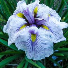 Kosatec mečovitý 'Greywoods Catrina' - Iris ensata 'Greywoods Catrina'