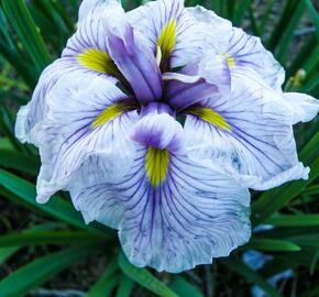 Kosatec mečovitý 'Greywoods Catrina' - Iris ensata 'Greywoods Catrina'