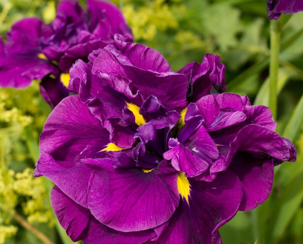 Kosatec mečovitý 'Eileen's Dreams' - Iris ensata 'Eileen's Dreams'