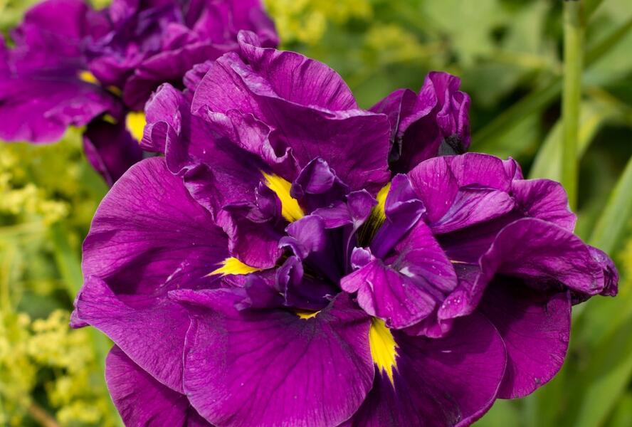 Kosatec mečovitý 'Eileen's Dreams' - Iris ensata 'Eileen's Dreams'