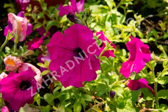 Petúnie 'Purple' - Petunia hybrida Surfinia 'Purple'