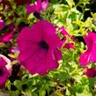 Petúnie 'Purple' - Petunia hybrida Surfinia 'Purple'