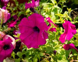 Petúnie, surfínie 'Purple'