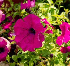 Petúnie 'Purple' - Petunia hybrida Surfinia 'Purple'