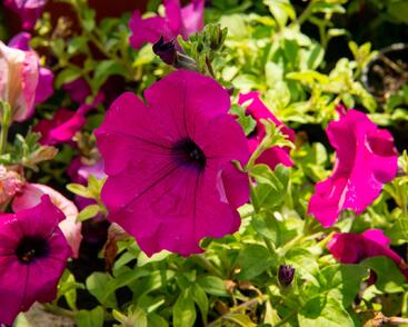 Petúnie, surfínie 'Purple'