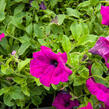 Petúnie 'Purple' - Petunia hybrida Surfinia 'Purple'