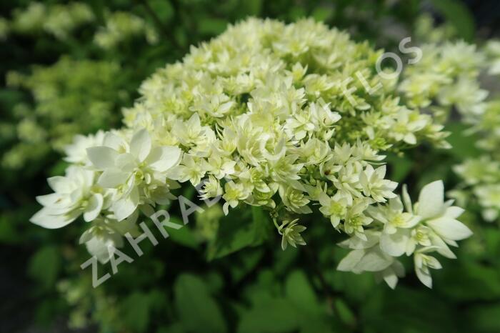 Hortenzie stromečková 'Hayes Starbust' - Hydrangea arborescens 'Hayes Starbust'