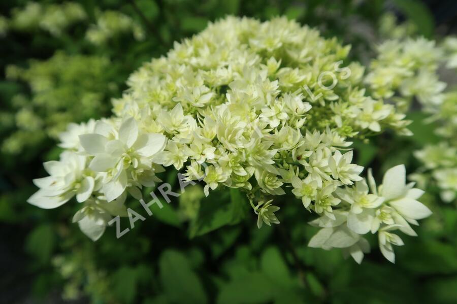 Hortenzie stromečková 'Hayes Starbust' - Hydrangea arborescens 'Hayes Starbust'