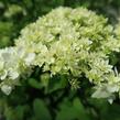 Hortenzie stromečková 'Hayes Starbust' - Hydrangea arborescens 'Hayes Starbust'