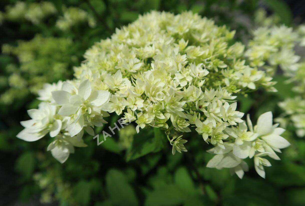Hortenzie stromečkovitá 'Hayes Starbust' - Hydrangea arborescens 'Hayes Starbust'