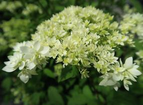 Hortenzie stromečkovitá 'Hayes Starbust' - Hydrangea arborescens 'Hayes Starbust'