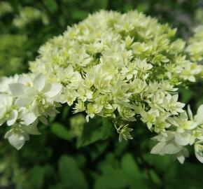 Hortenzie stromečková 'Hayes Starbust' - Hydrangea arborescens 'Hayes Starbust'