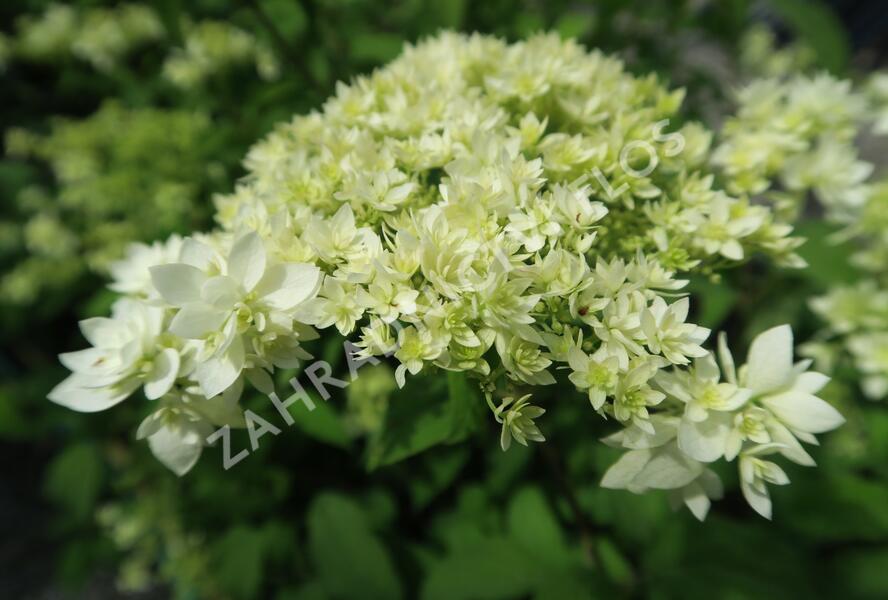 Hortenzie stromečkovitá 'Hayes Starbust' - Hydrangea arborescens 'Hayes Starbust'