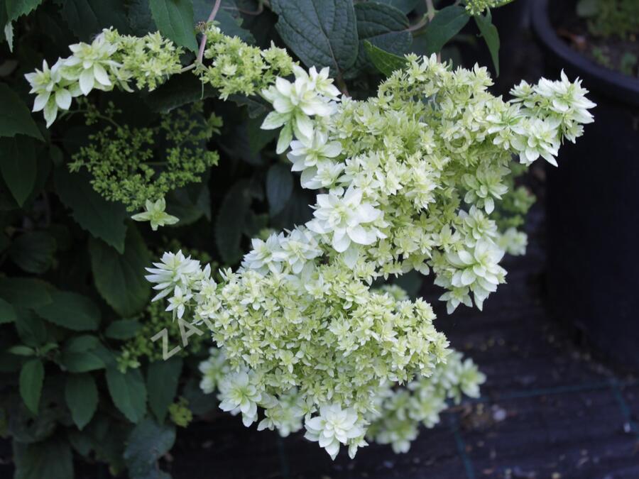 Hortenzie stromečková 'Hayes Starbust' - Hydrangea arborescens 'Hayes Starbust'
