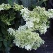 Hortenzie stromečková 'Hayes Starbust' - Hydrangea arborescens 'Hayes Starbust'