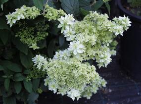Hortenzie stromečkovitá 'Hayes Starbust' - Hydrangea arborescens 'Hayes Starbust'