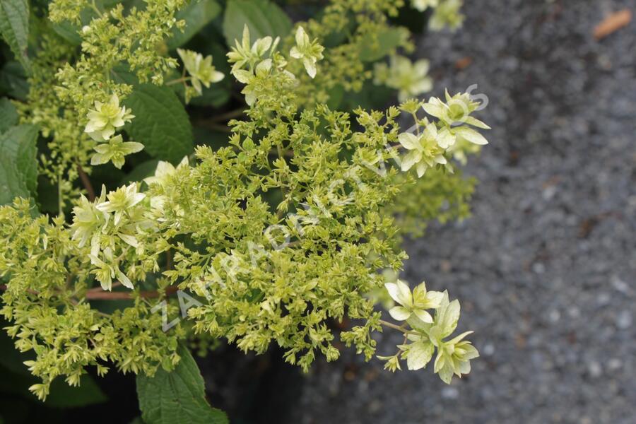 Hortenzie stromečková 'Hayes Starbust' - Hydrangea arborescens 'Hayes Starbust'
