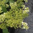 Hortenzie stromečková 'Hayes Starbust' - Hydrangea arborescens 'Hayes Starbust'